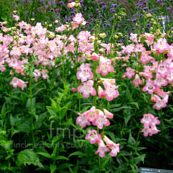 Big Photo of Penstemon Fujiyama