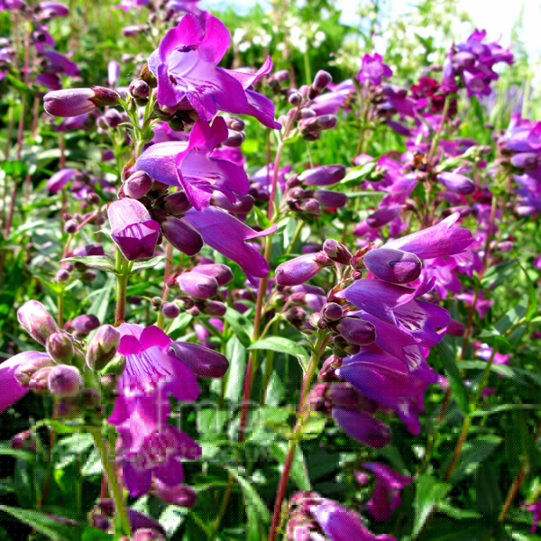 Big Photo of Penstemon , Flower Close-up