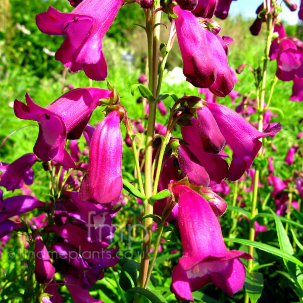 Big Photo of Penstemon , Flower Close-up