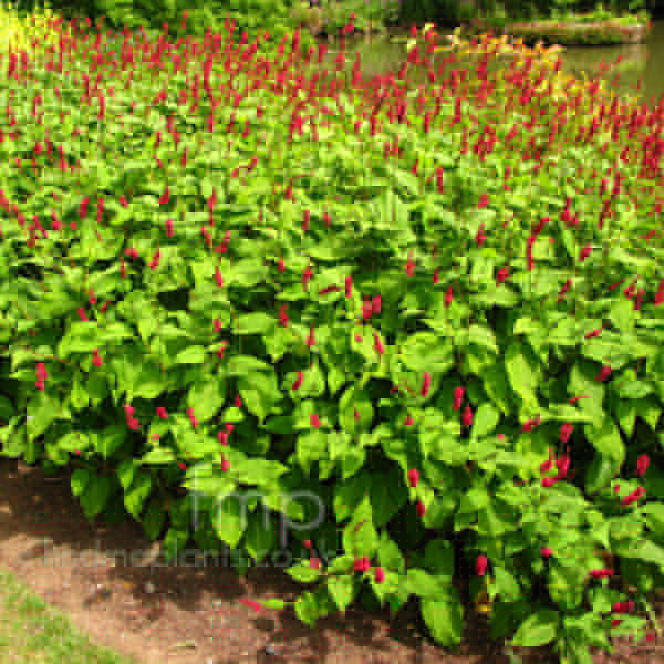Big Photo of Persicaria Amplexicaulis
