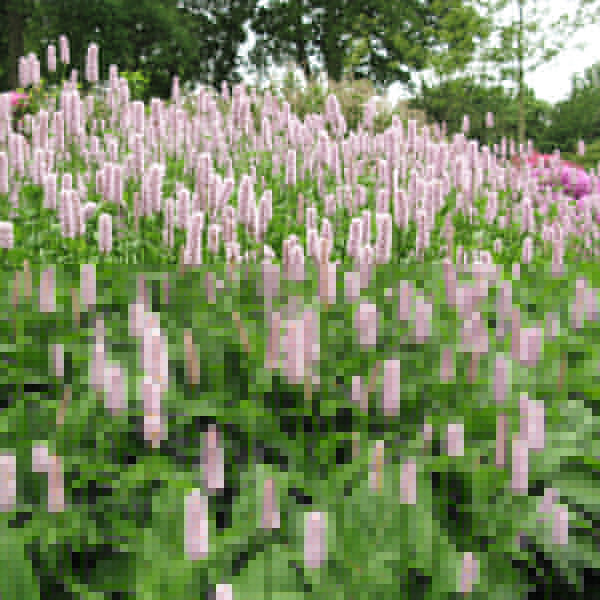 Big Photo of Persicaria Bistorta