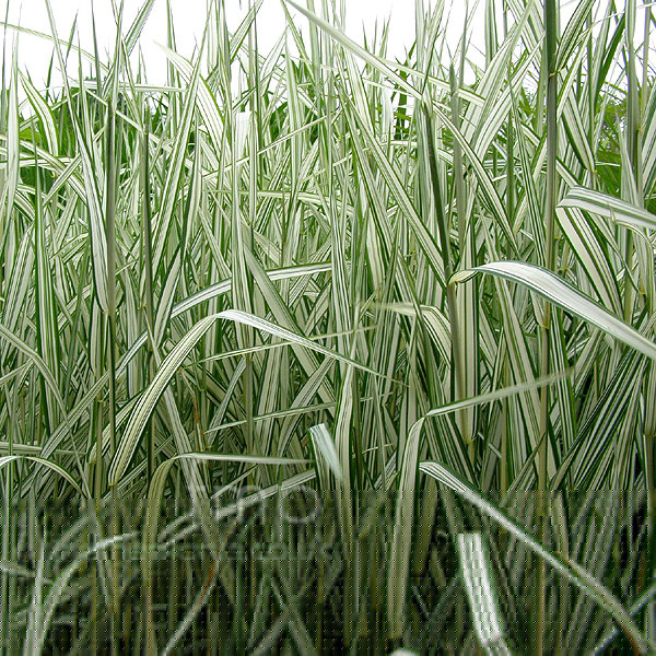 Big Photo of Phalaris Aruninacea