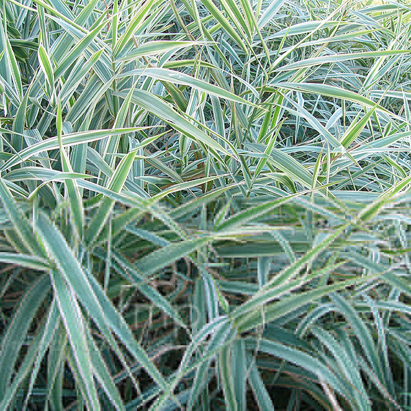 Big Photo of Phalaris Arundinacea