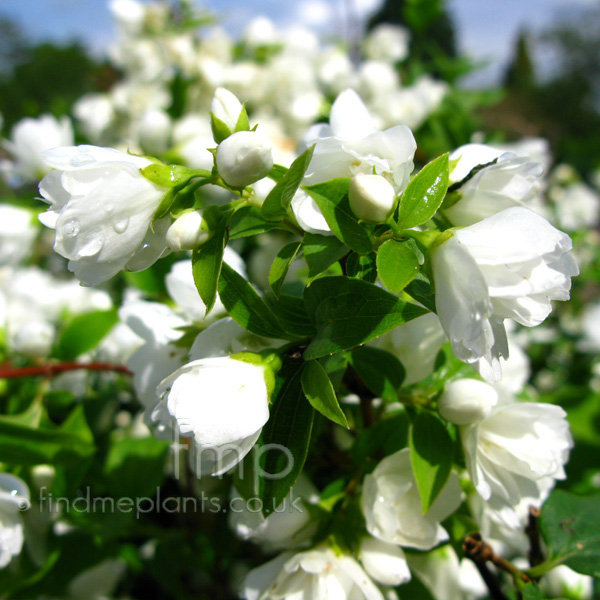 Big Photo of Philadelphus , Flower Close-up