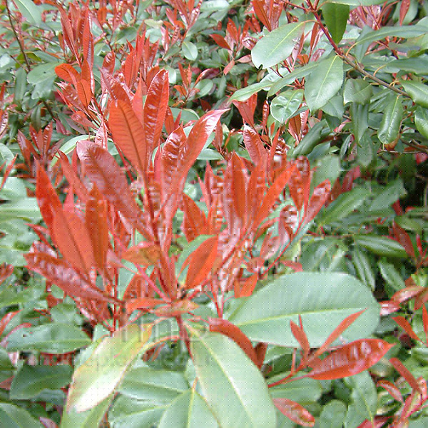 Big Photo of Photinia X Fraseri