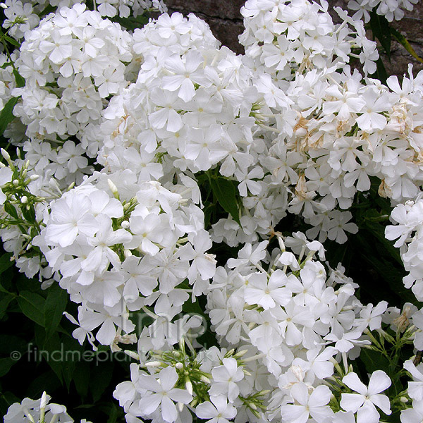 Big Photo of Phlox Grandiflora