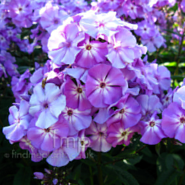 Big Photo of Phlox Paniculata