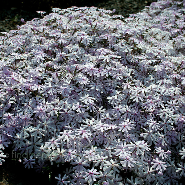 Big Photo of Phlox  Bifida
