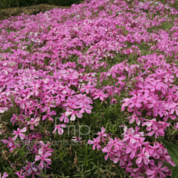 Big Photo of Phlox Subulata