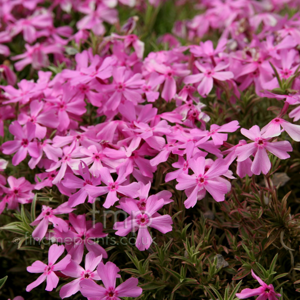 Big Photo of Phlox Subulata, Flower Close-up