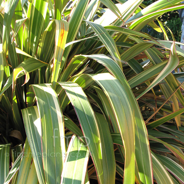 Big Photo of Phormium Cookianum