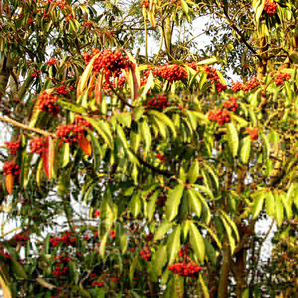Big Photo of Photinia Davidiana