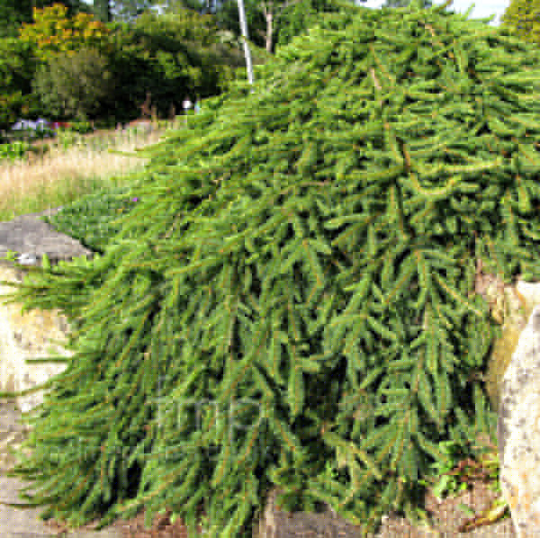 Big Photo of Picea Abies