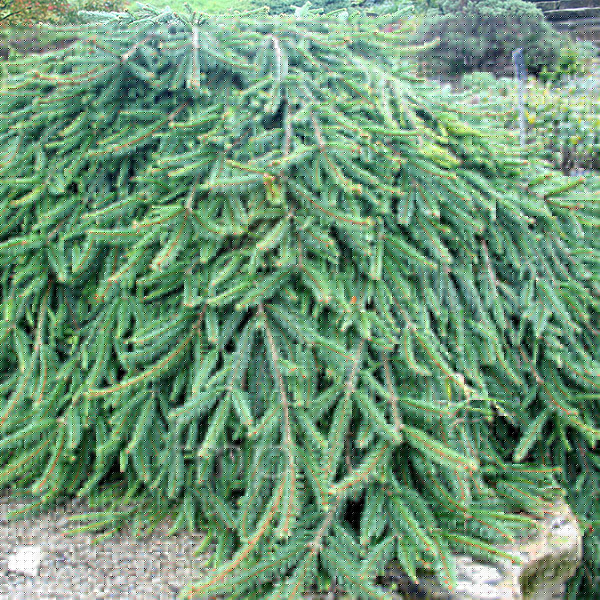 Big Photo of Picea Abies