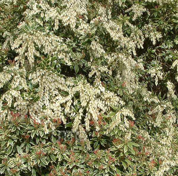 Big Photo of Pieris Japonica