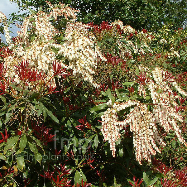 Big Photo of Pieris Formosa Forestii