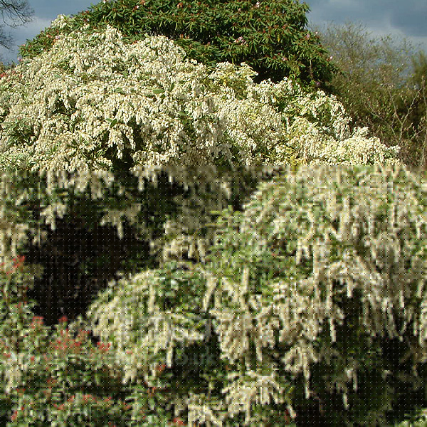 Big Photo of Pieris Japonica