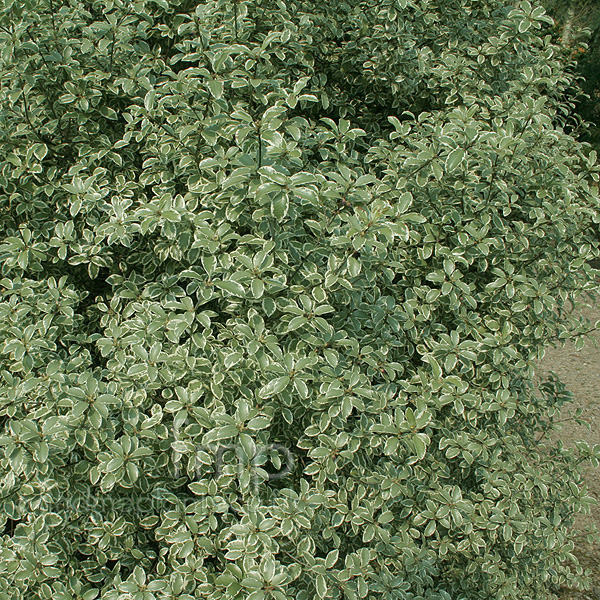 Big Photo of Pittosporum Tenuifolium