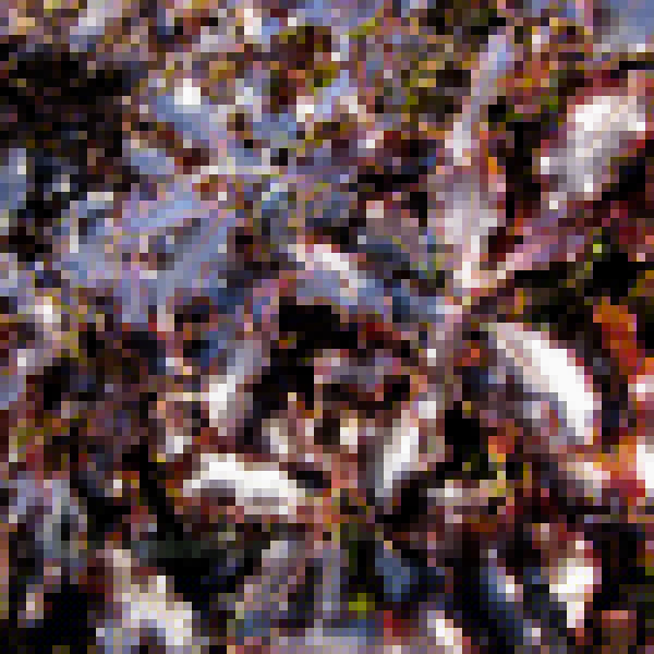 Big Photo of Pittosporum Tenufolium