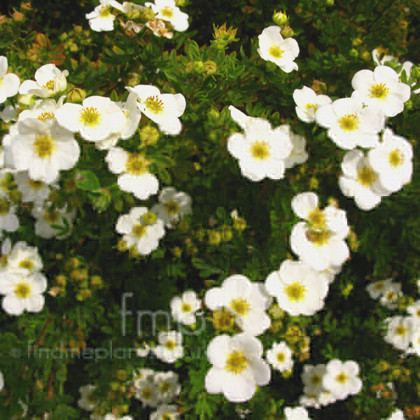 Big Photo of Potentilla Fruiticosa, Flower Close-up
