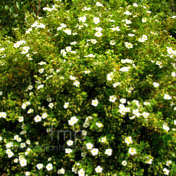 Big Photo of Potentilla Fruiticosa