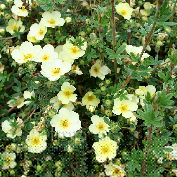 Big Photo of Potentilla Fruticosa