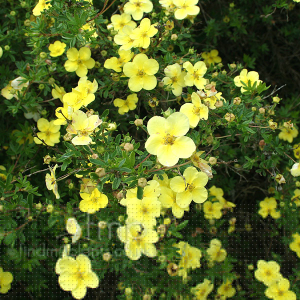 Big Photo of Potentilla Fruticosa