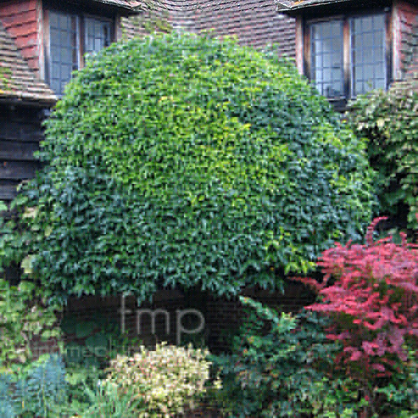 Big Photo of Prunus Lusitanica