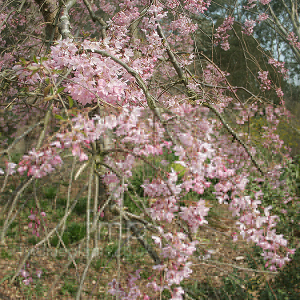 Big Photo of Prunus X Subhirtella