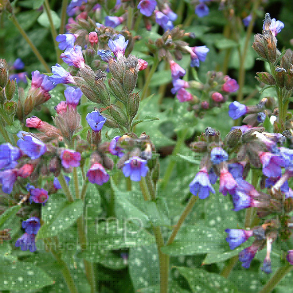 Big Photo of Pulmonaria Longifolia