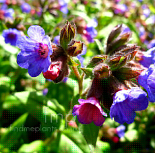 Big Photo of Pulmonaria , Flower Close-up