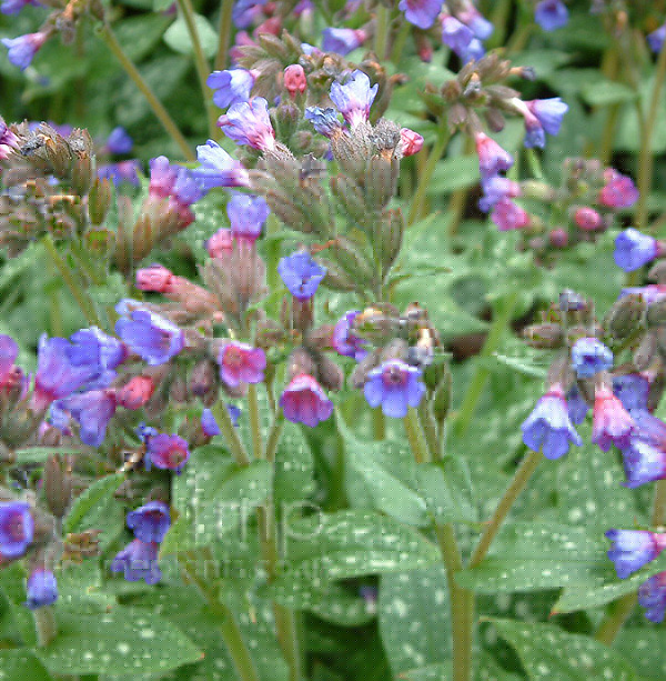 Big Photo of Pulmonaria Longifolia