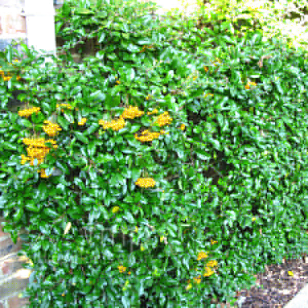 Big Photo of Pyracantha 