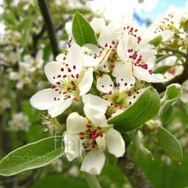 Big Photo of Pyrus Elaeagnifolia