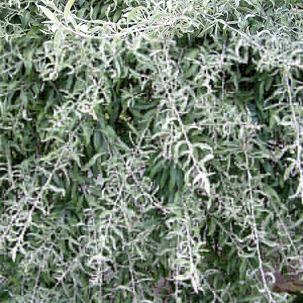 Big Photo of Pyrus Salicifolia