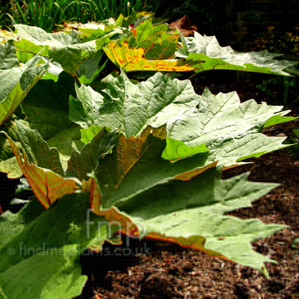 Big Photo of Rheum , Leaf Close-up