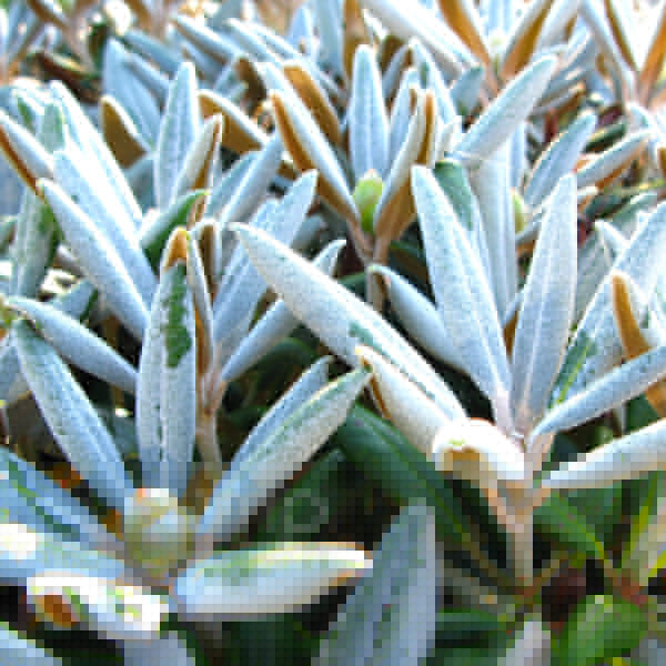 Big Photo of Rhododendron Yakushimanum