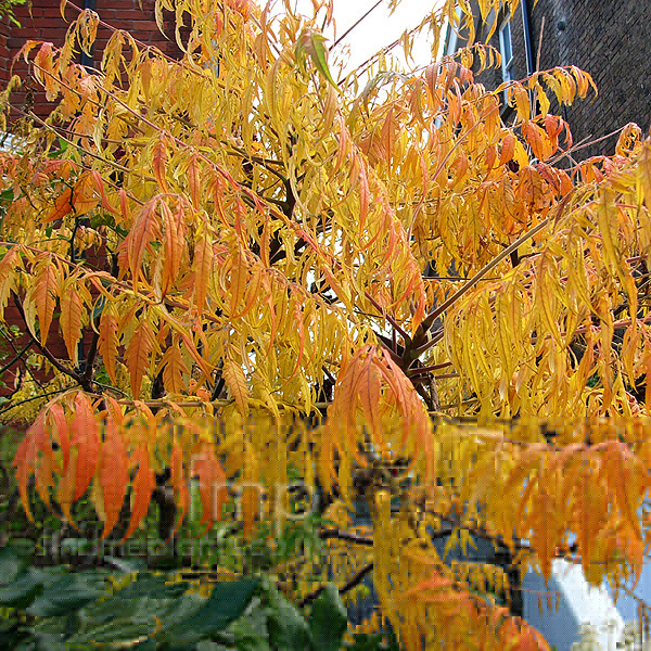 Big Photo of Rhus Typhina