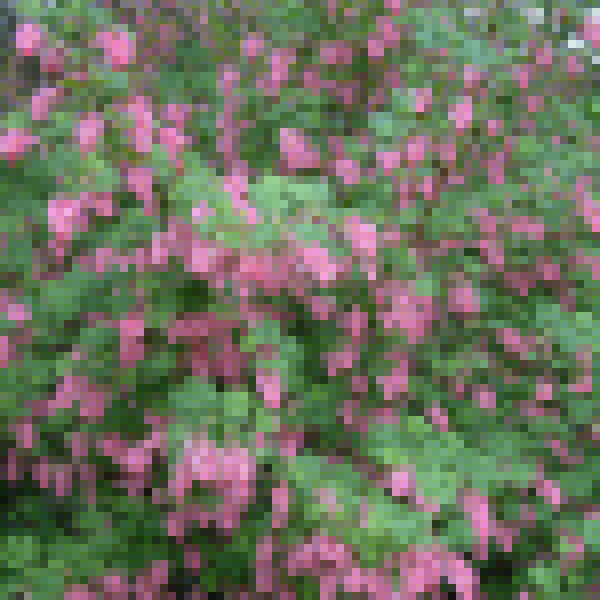 Big Photo of Ribes Sanguineum