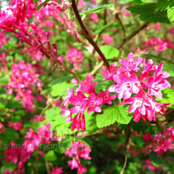 Big Photo of Ribes Sanguineum, Flower Close-up