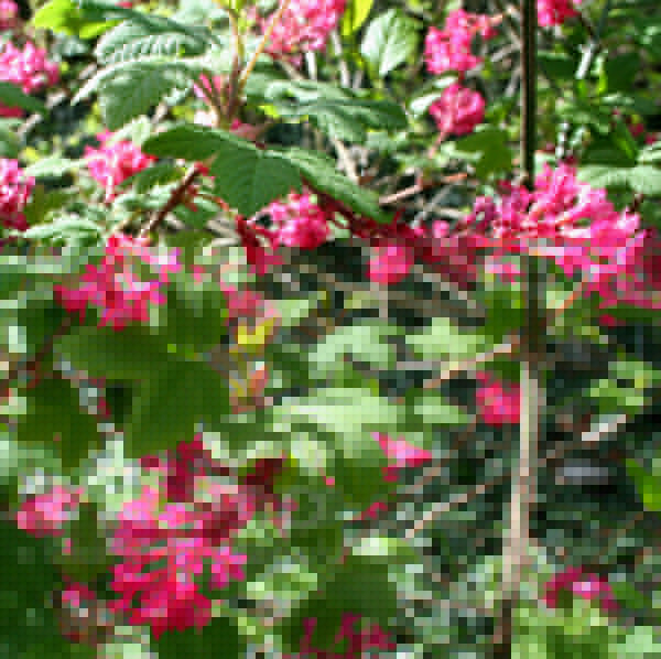Big Photo of Ribes Sanguineum