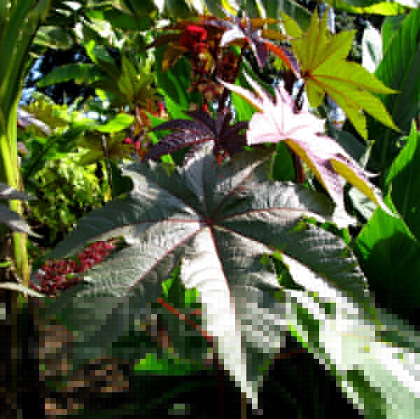Big Photo of Ricinus Comunis, Leaf Close-up