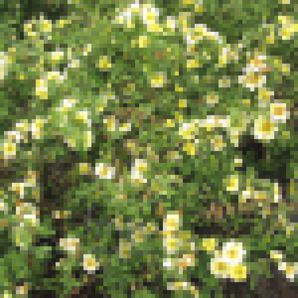 Big Photo of Rosa Xanthina