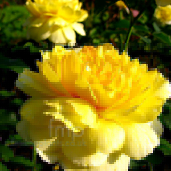Big Photo of Rosa , Flower Close-up