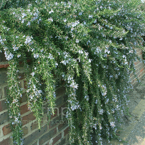Big Photo of Rosmarinus Officinalis