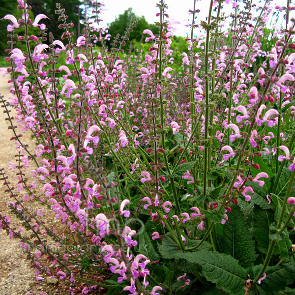 Big Photo of Salvia Pratensis