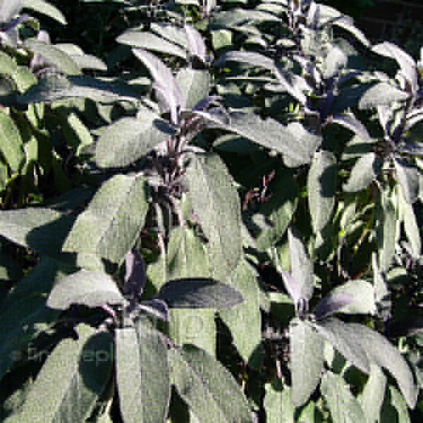 Big Photo of Salvia Officinalis