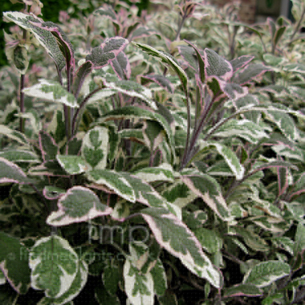 Big Photo of Salvia Officinalis