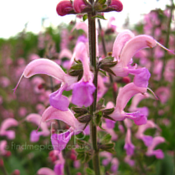 Big Photo of Salvia Pratensis, Flower Close-up
