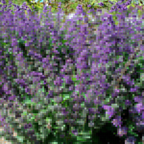 Big Photo of Salvia Verticillata